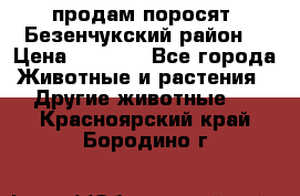 продам поросят .Безенчукский район  › Цена ­ 2 500 - Все города Животные и растения » Другие животные   . Красноярский край,Бородино г.